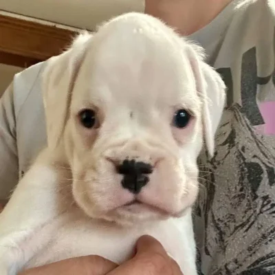 White female 2 litter O