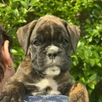Brindle female 1 litter E