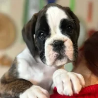 Brindle female 1 litter H