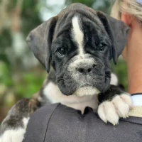 Brindle female 2 litter D
