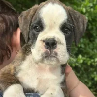 Brindle female 2 litter E