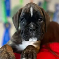 Brindle female 2 litter H