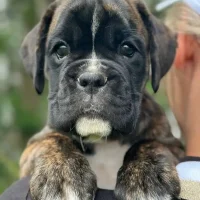 Brindle female litter D