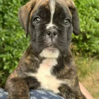 Brindle male 1 litter E