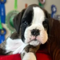 Brindle male 1 litter H