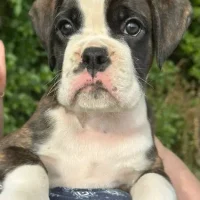 Brindle male 2 litter E