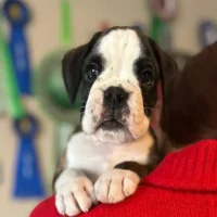 Brindle male 2 litter H