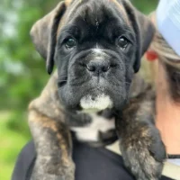 Brindle male 3 litter D