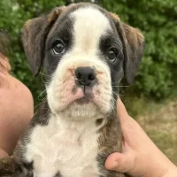 Brindle male 3 litter E