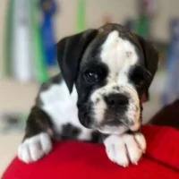 Brindle male 3 litter H