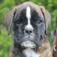 Brindle male 3 litter N