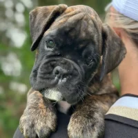 Brindle male 4 litter D