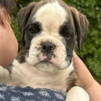 Brindle male 4 litter E