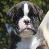 Brindle male 4 litter N