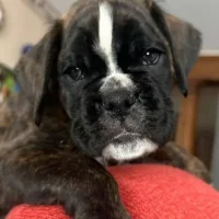 Brindle male litter G