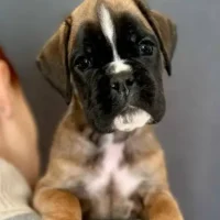 Fawn female 1 litter G