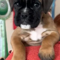 Fawn female 2 litter G