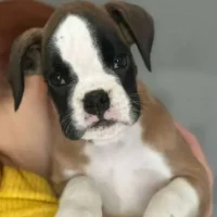 Fawn female 2 litter J