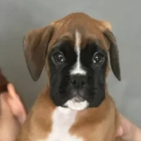 Fawn female 3 litter J