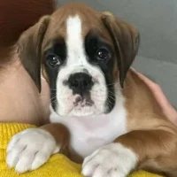 Fawn male 1 litter J