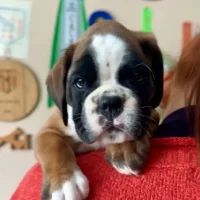 Fawn male 2 litter G