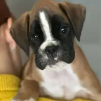 Fawn male 2 litter J