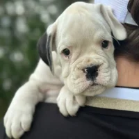 White female litter D