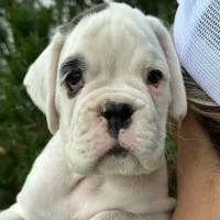 White male litter D