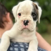 White male litter E